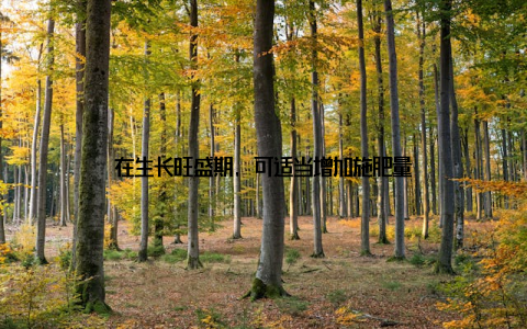 在生长旺盛期, 可适当增加施肥量