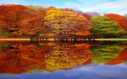 我走过去, 仔细端详着这些果实