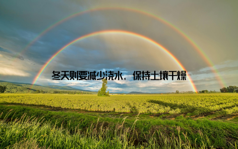 冬天则要减少浇水, 保持土壤干燥