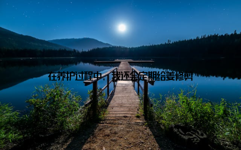 在养护过程中, 我还会定期给姜修剪