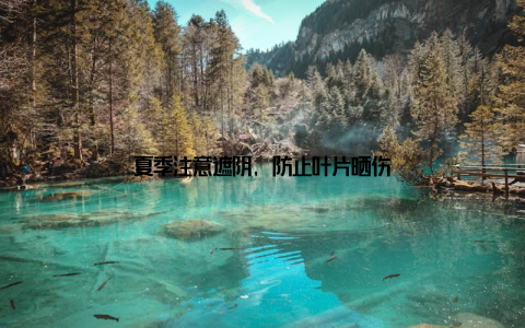 夏季注意遮阴, 防止叶片晒伤