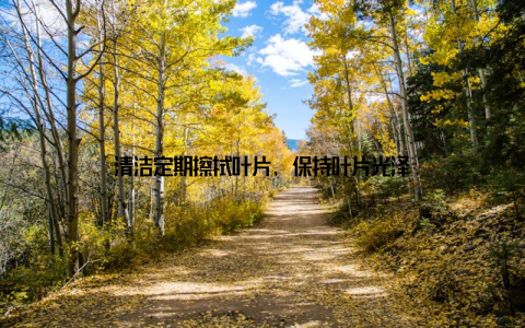 清洁定期擦拭叶片, 保持叶片光泽