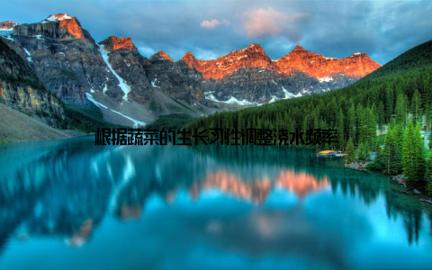 根据蔬菜的生长习性调整浇水频率