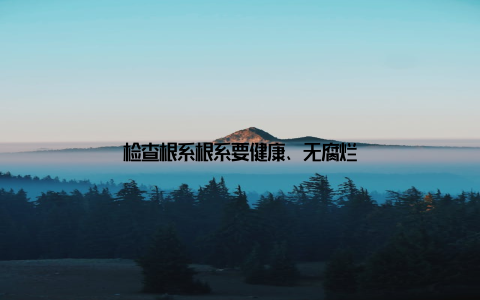 检查根系根系要健康、无腐烂