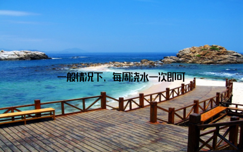 一般情况下, 每周浇水一次即可