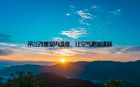 吊兰改善室内湿度, 让空气更加清新