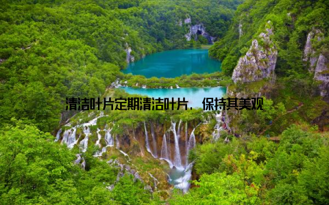 清洁叶片定期清洁叶片, 保持其美观