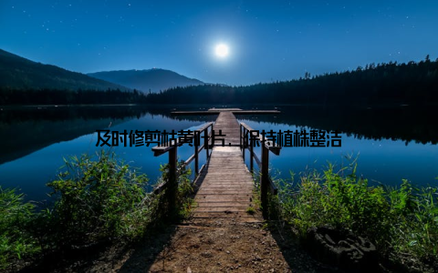 及时修剪枯黄叶片, 保持植株整洁