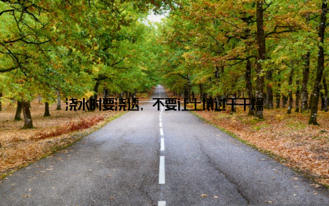浇水时要浇透, 不要让土壤过于干燥