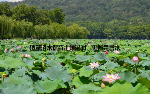 适量浇水保持土壤湿润, 但避免积水