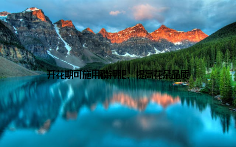 开花期可施用磷钾肥, 提高花朵品质