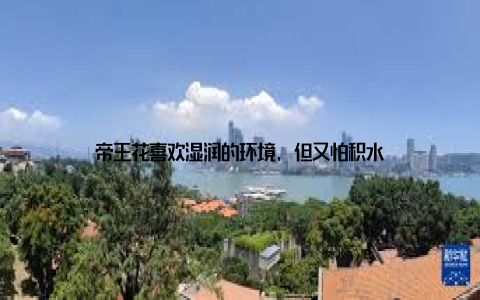 帝王花喜欢湿润的环境, 但又怕积水