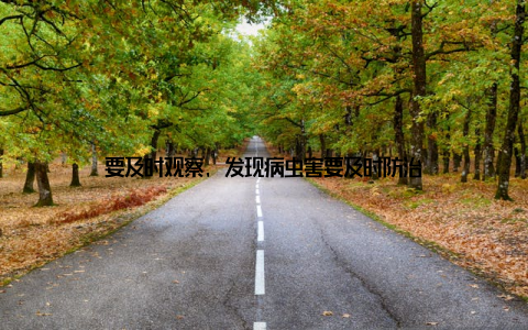要及时观察, 发现病虫害要及时防治