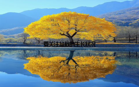 要关注盆栽的生长状况