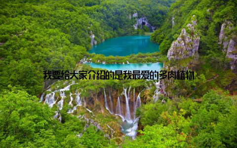 我要给大家介绍的是我最爱的多肉植物