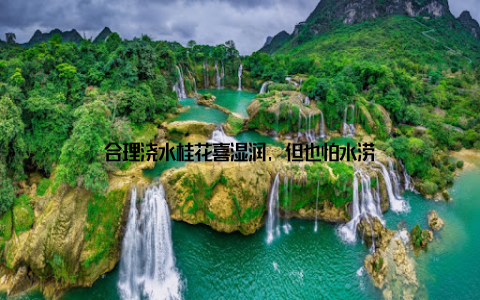 合理浇水桂花喜湿润, 但也怕水涝
