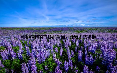 那种独特的气质和生命力让我无法抗拒
