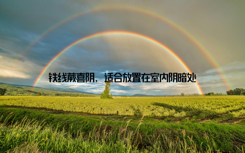 铁线蕨喜阴, 适合放置在室内阴暗处