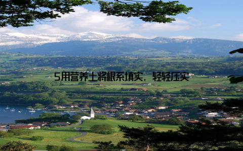 5用营养土将根系填实, 轻轻压实