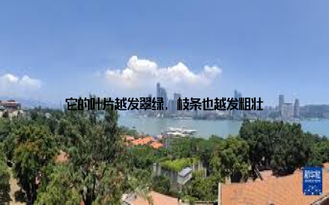 它的叶片越发翠绿, 枝条也越发粗壮