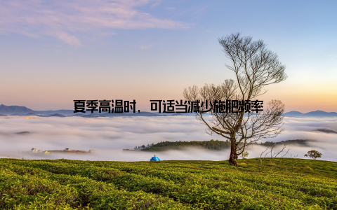 夏季高温时, 可适当减少施肥频率