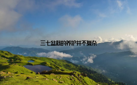 三七盆栽的养护并不复杂