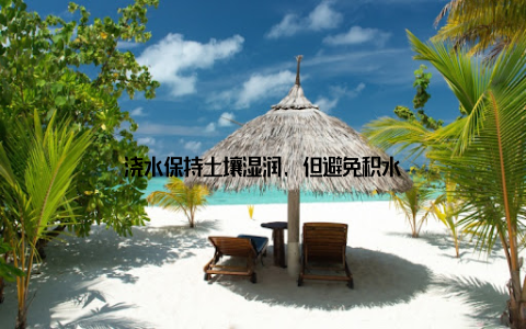浇水保持土壤湿润, 但避免积水