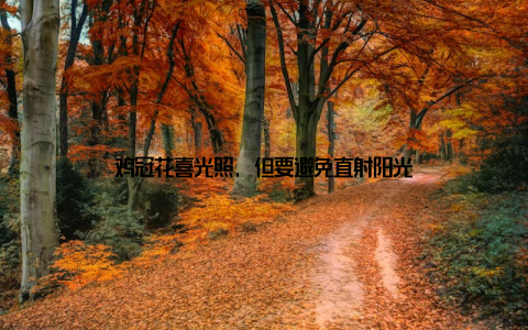 鸡冠花喜光照, 但要避免直射阳光