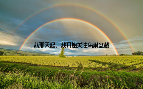 从那天起, 我开始关注鸟巢盆栽