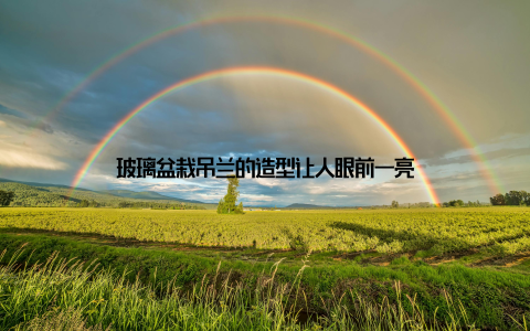 玻璃盆栽吊兰的造型让人眼前一亮