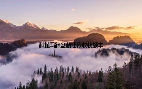 种植马蹄盆栽让我收获颇丰