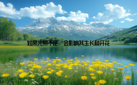 如果光照不足, 会影响其生长和开花
