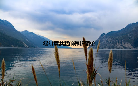 绿绒蒿盆栽的养护简单