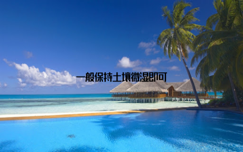一般保持土壤微湿即可