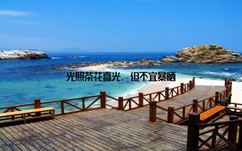 光照茶花喜光, 但不宜暴晒