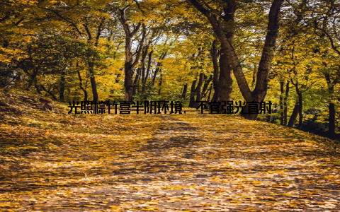 光照棕竹喜半阴环境, 不宜强光直射