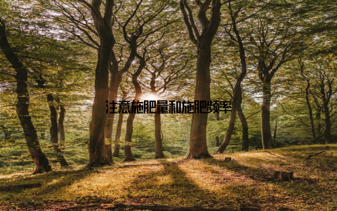 注意施肥量和施肥频率