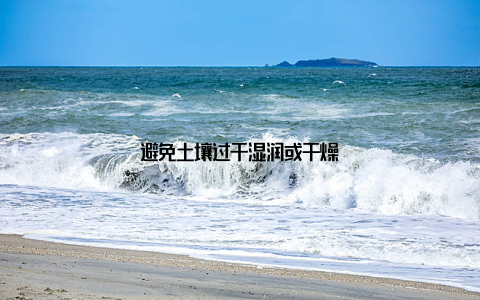 避免土壤过于湿润或干燥