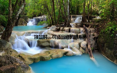 换盆时, 可适当修剪根系