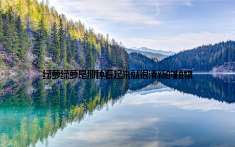 绿萝绿萝是那种看起来就很清新的植物