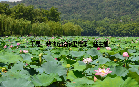 于是, 我决定给家里增添一些生机