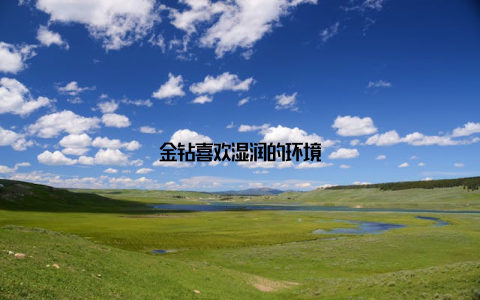 金钻喜欢湿润的环境