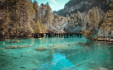 我们要了解荷花的生长习性