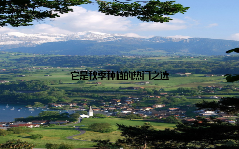 它是秋季种植的热门之选