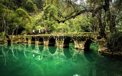 我要说的是我最爱的多肉植物