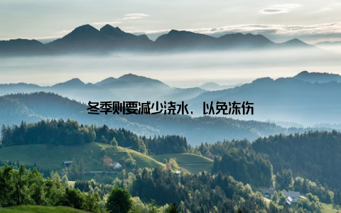 冬季则要减少浇水, 以免冻伤