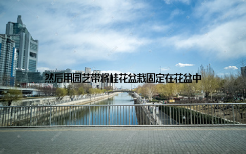 然后用园艺带将桂花盆栽固定在花盆中