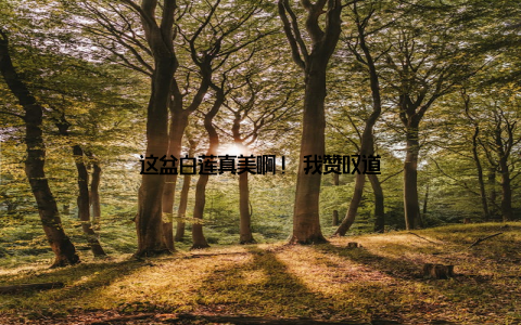 这盆白莲真美啊! 我赞叹道