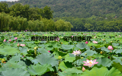 修剪适时修剪, 保持植株美观