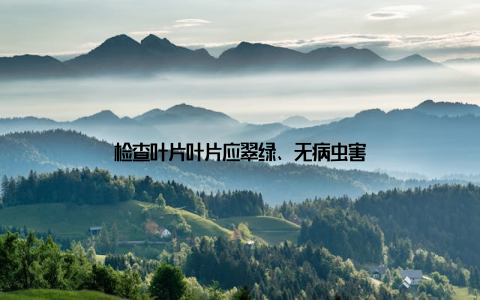 检查叶片叶片应翠绿、无病虫害